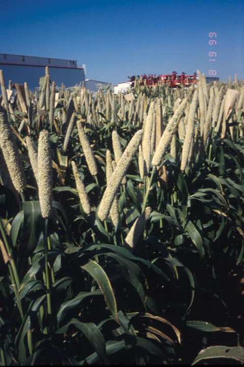 Stegmeier Millet - p18no154